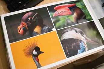 photo